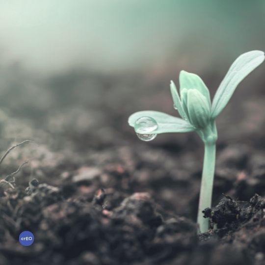 Brote vegetal creciendo desde la tierra, símbolo de un proceso de crecimiento natural.